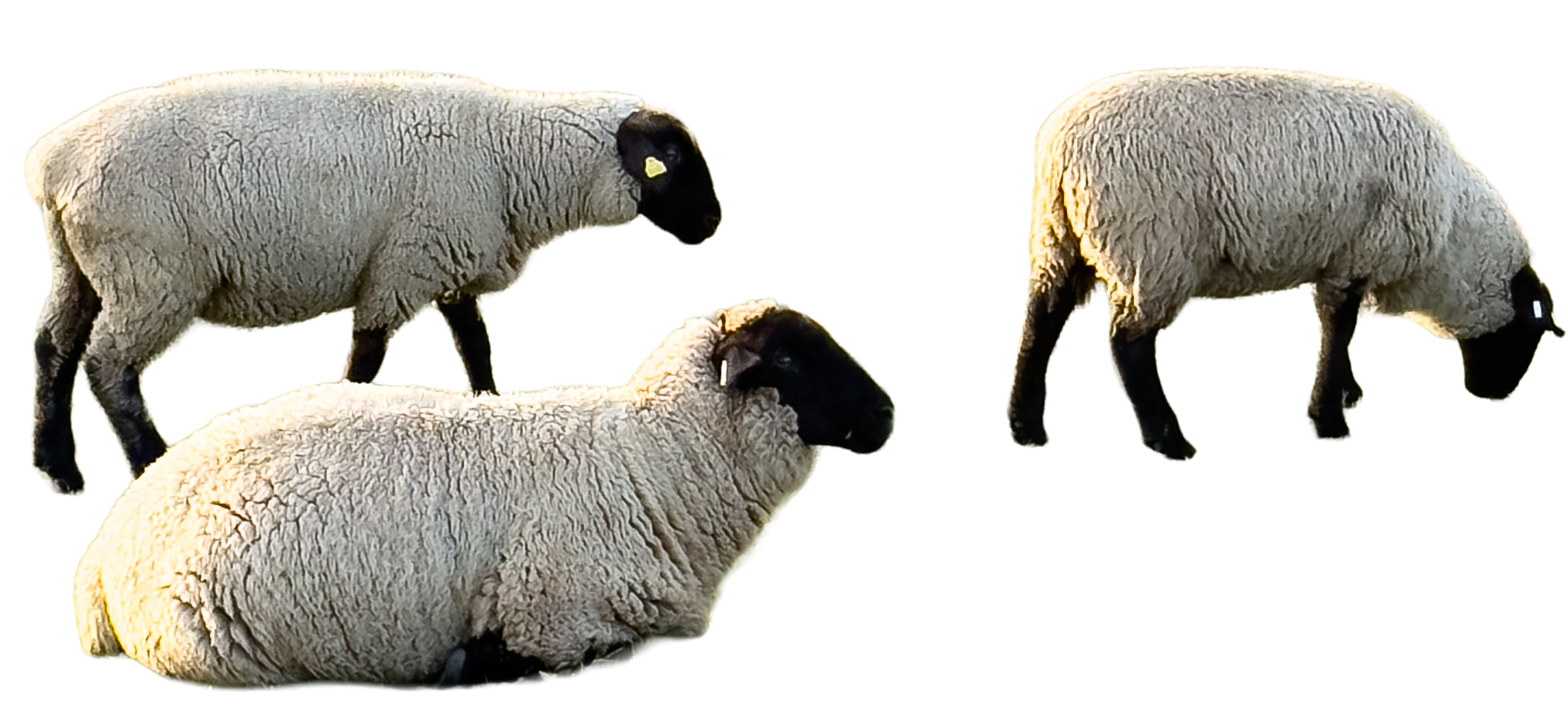 {{brizy_dc_image_alt imageSrc=