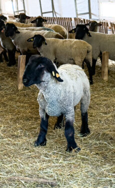 {{brizy_dc_image_alt imageSrc=