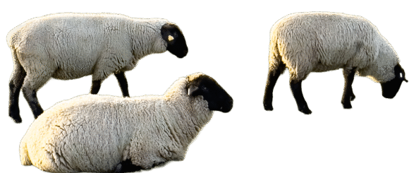 {{brizy_dc_image_alt imageSrc=